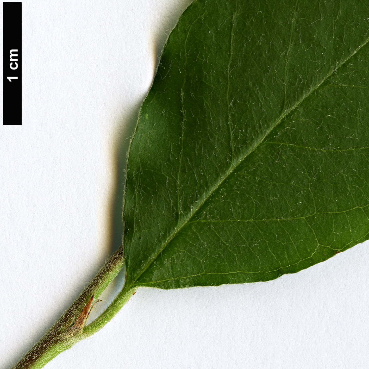 High resolution image: Family: Rosaceae - Genus: Cotoneaster - Taxon: pseudomongolicus