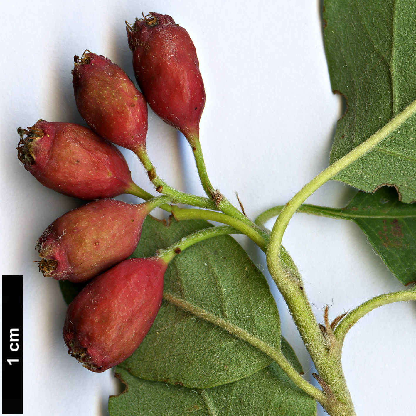 High resolution image: Family: Rosaceae - Genus: Cotoneaster - Taxon: pseudomultiflorus
