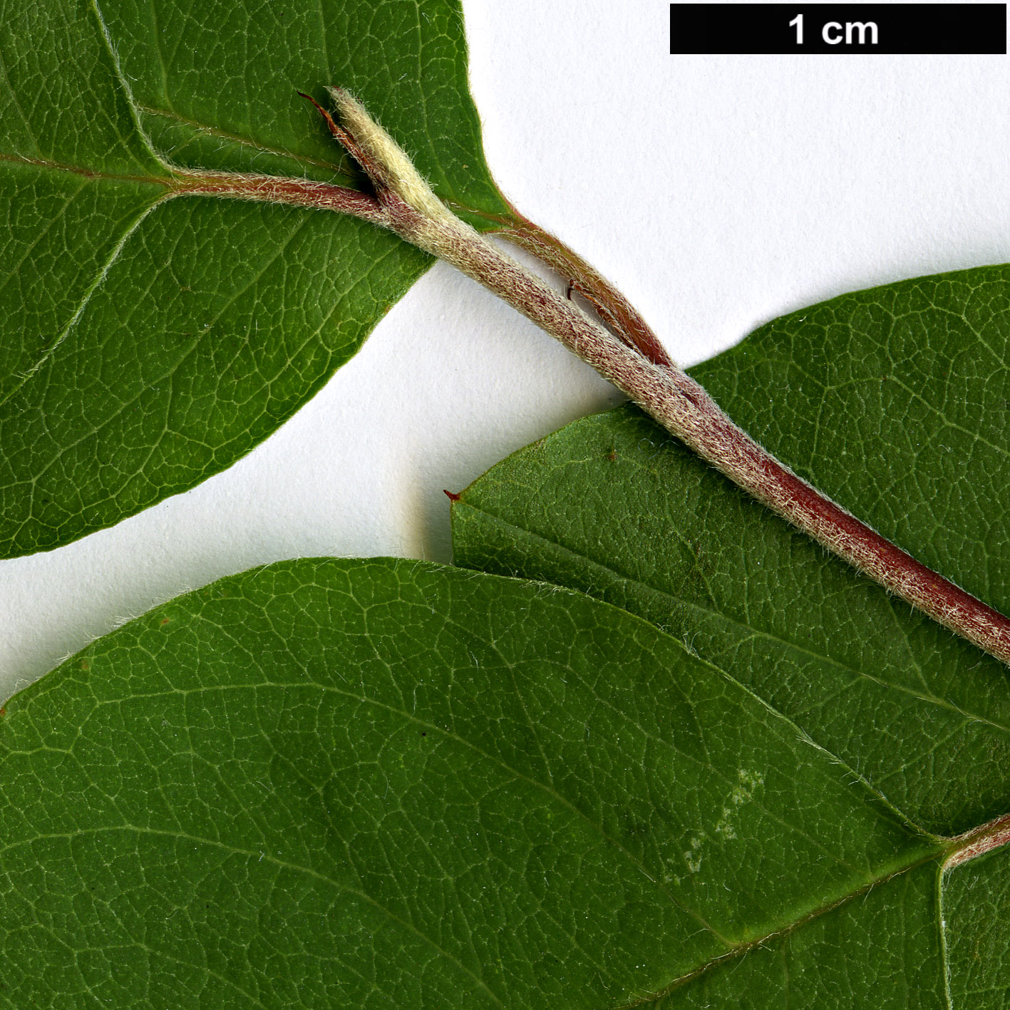 High resolution image: Family: Rosaceae - Genus: Cotoneaster - Taxon: pseudomultiflorus