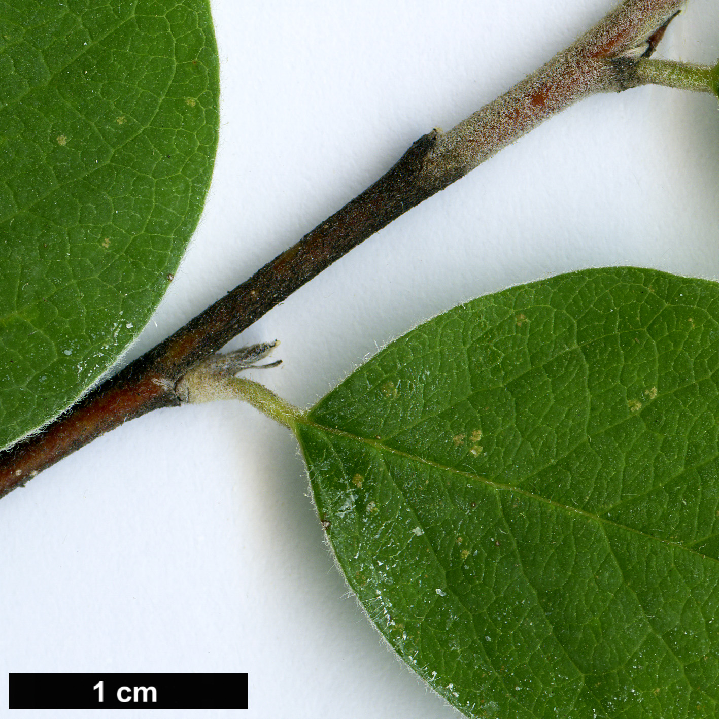 High resolution image: Family: Rosaceae - Genus: Cotoneaster - Taxon: racemiflorus