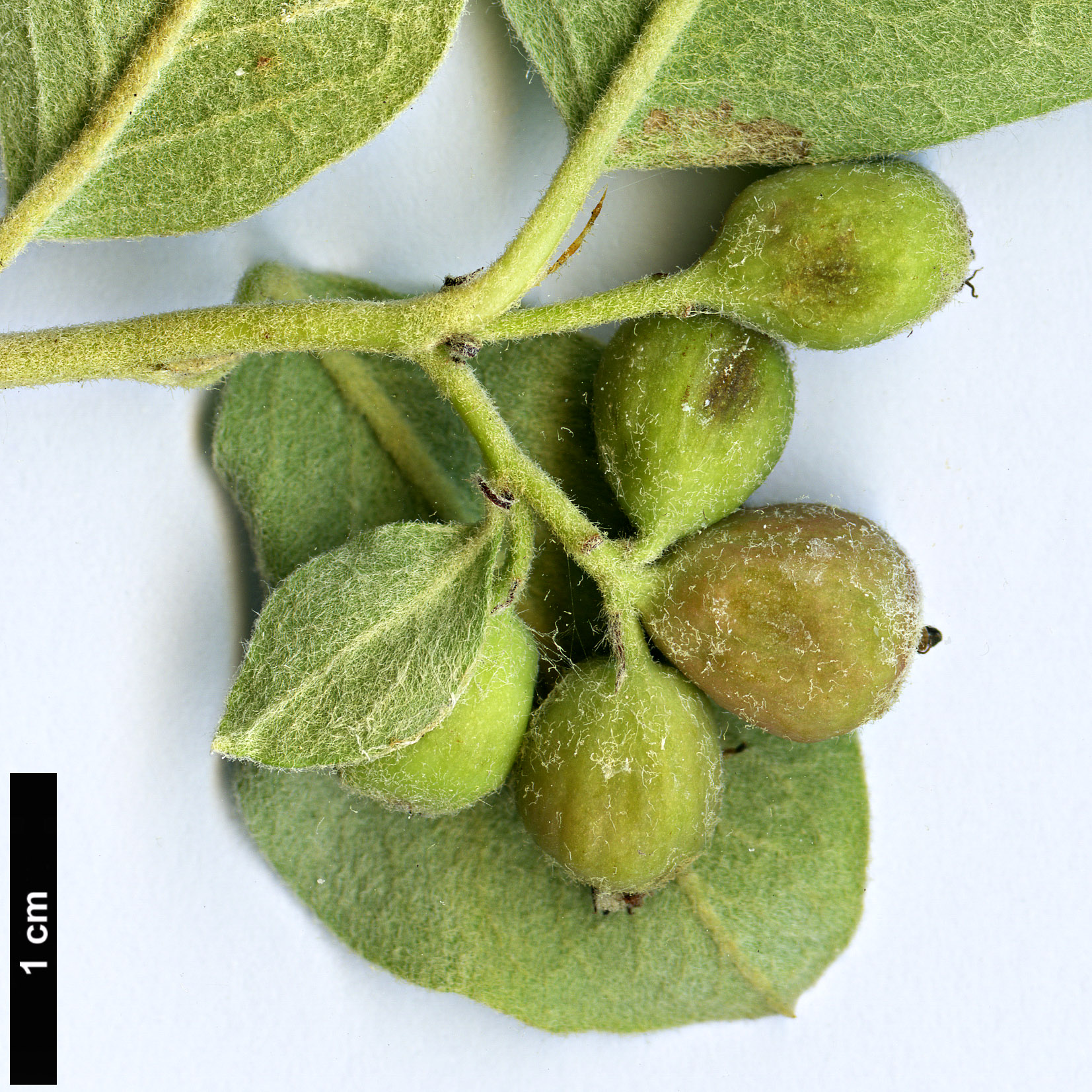 High resolution image: Family: Rosaceae - Genus: Cotoneaster - Taxon: racemiflorus