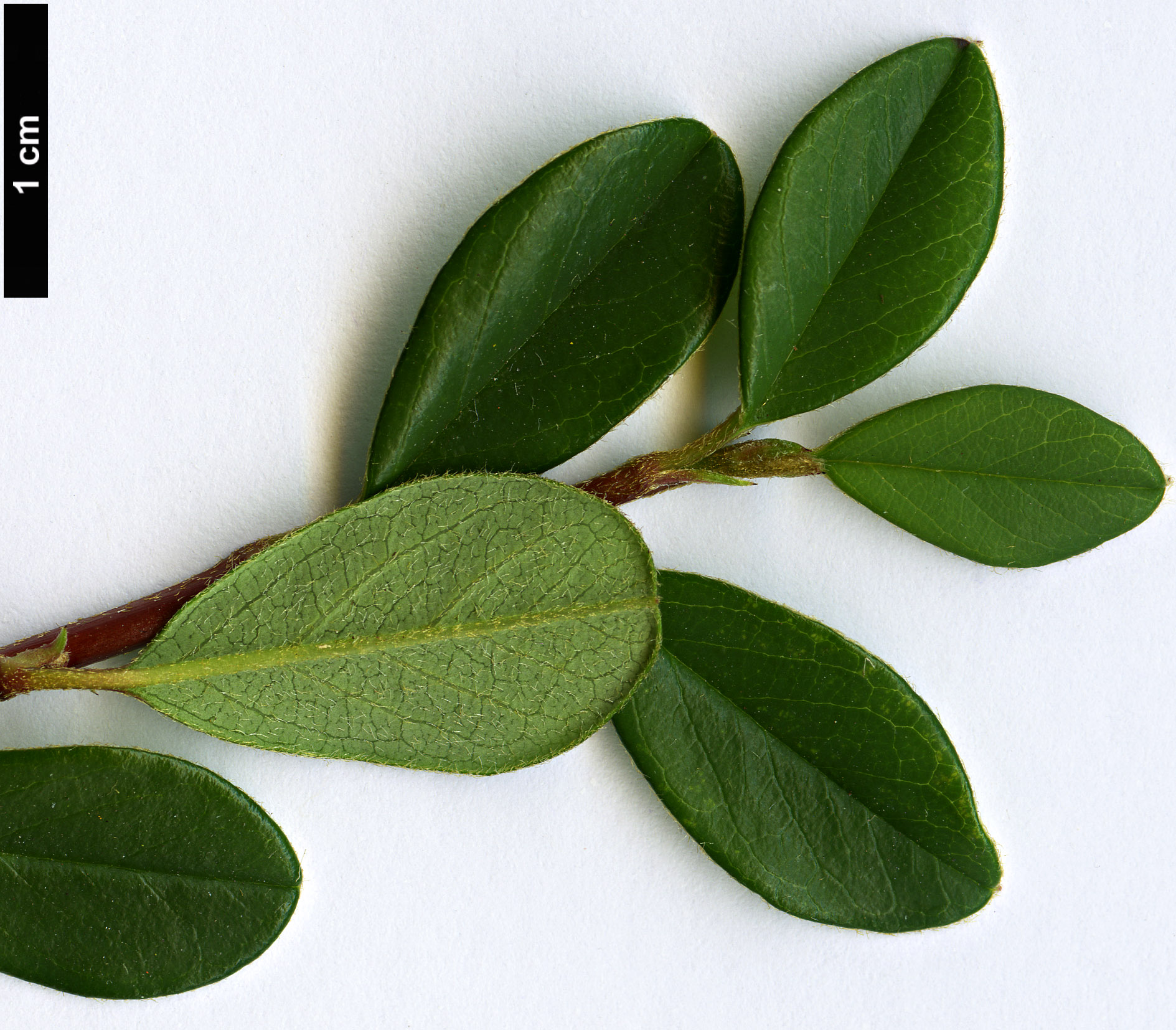 High resolution image: Family: Rosaceae - Genus: Cotoneaster - Taxon: radicans