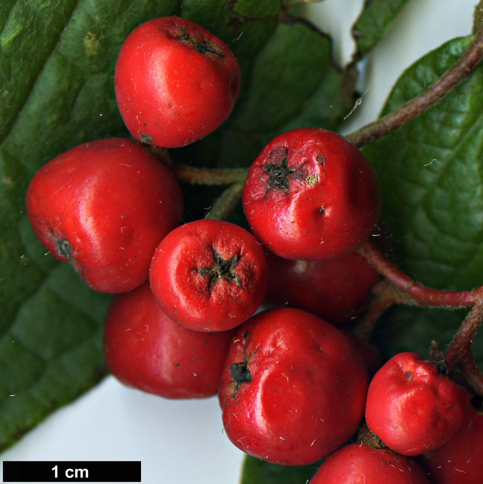 High resolution image: Family: Rosaceae - Genus: Cotoneaster - Taxon: rehderi