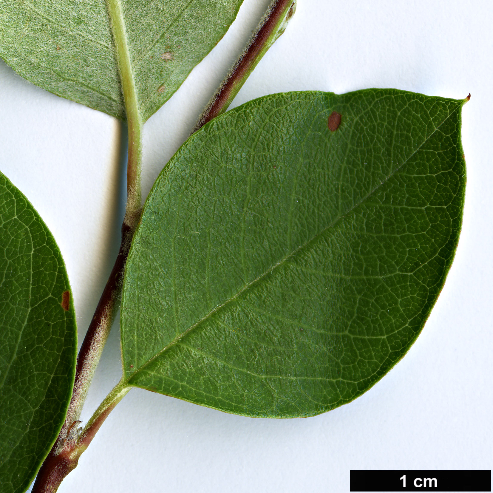 High resolution image: Family: Rosaceae - Genus: Cotoneaster - Taxon: schubertii