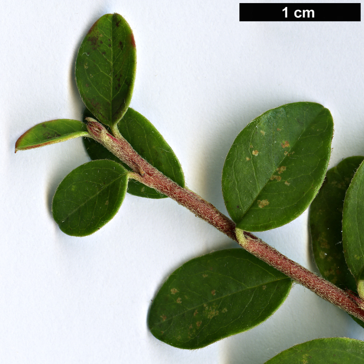 High resolution image: Family: Rosaceae - Genus: Cotoneaster - Taxon: sherriffii