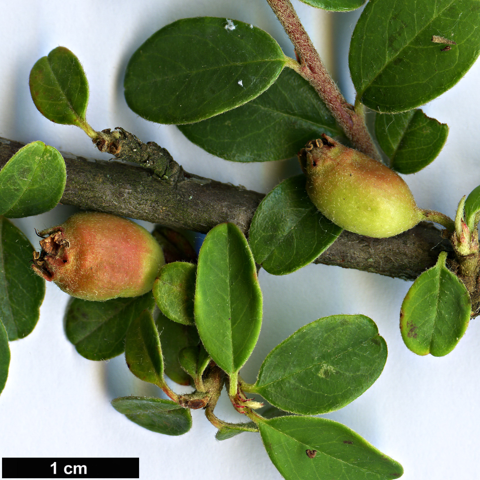 High resolution image: Family: Rosaceae - Genus: Cotoneaster - Taxon: sherriffii