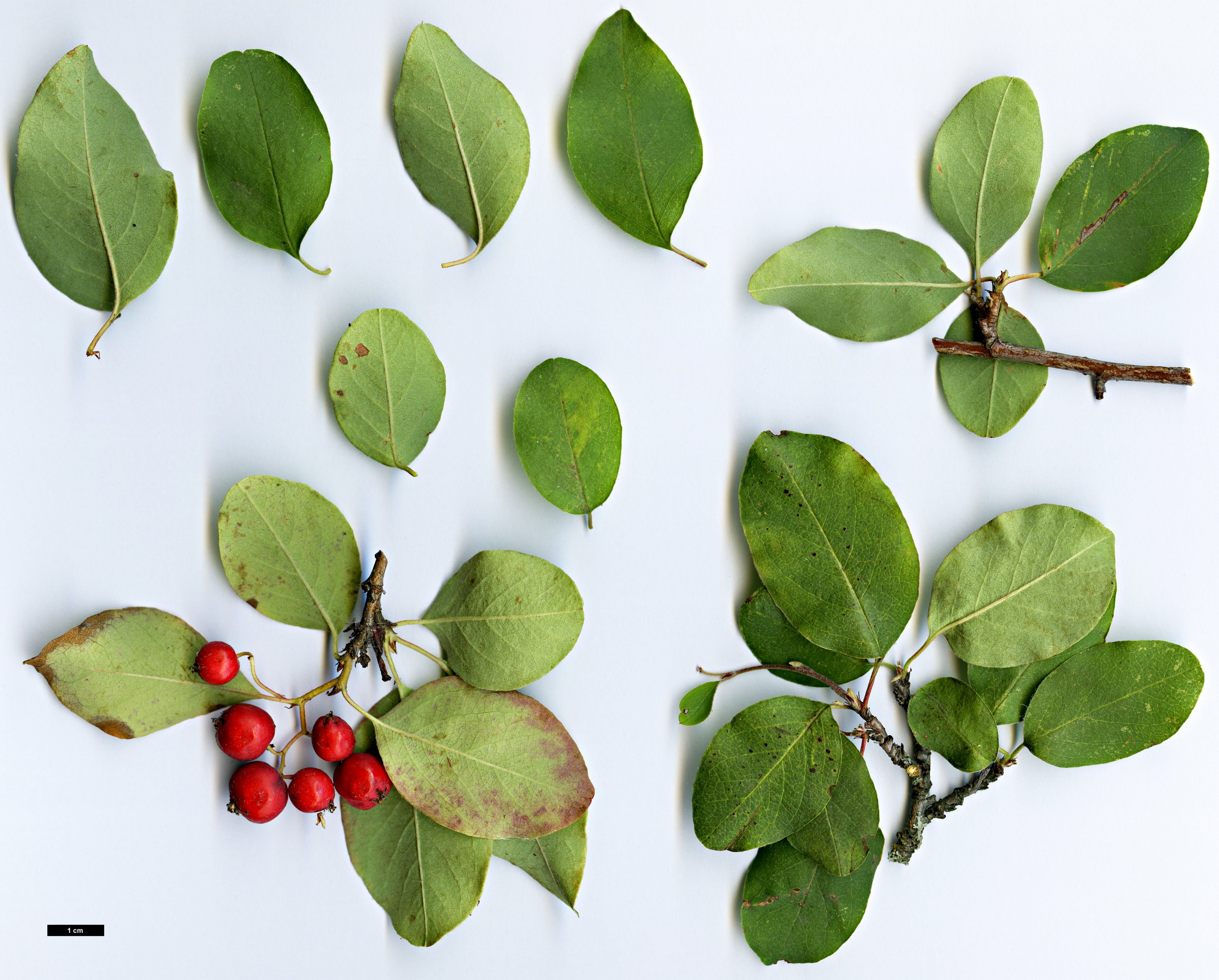 High resolution image: Family: Rosaceae - Genus: Cotoneaster - Taxon: songoricus