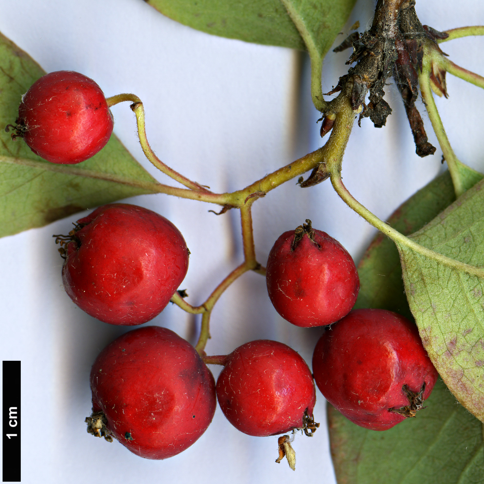 High resolution image: Family: Rosaceae - Genus: Cotoneaster - Taxon: songoricus