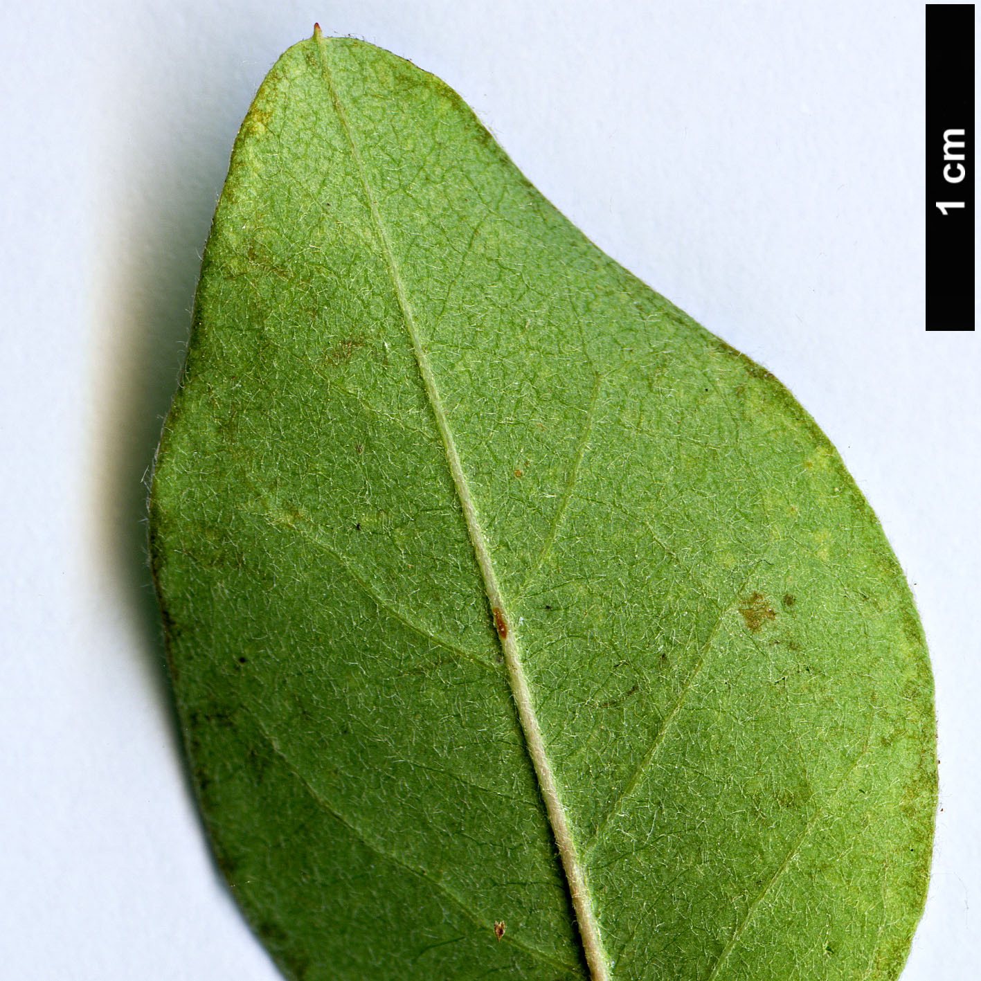 High resolution image: Family: Rosaceae - Genus: Cotoneaster - Taxon: songoricus