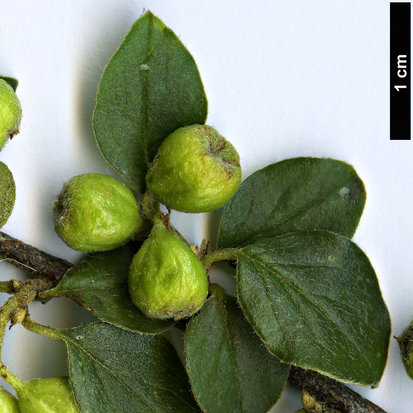 High resolution image: Family: Rosaceae - Genus: Cotoneaster - Taxon: splendens