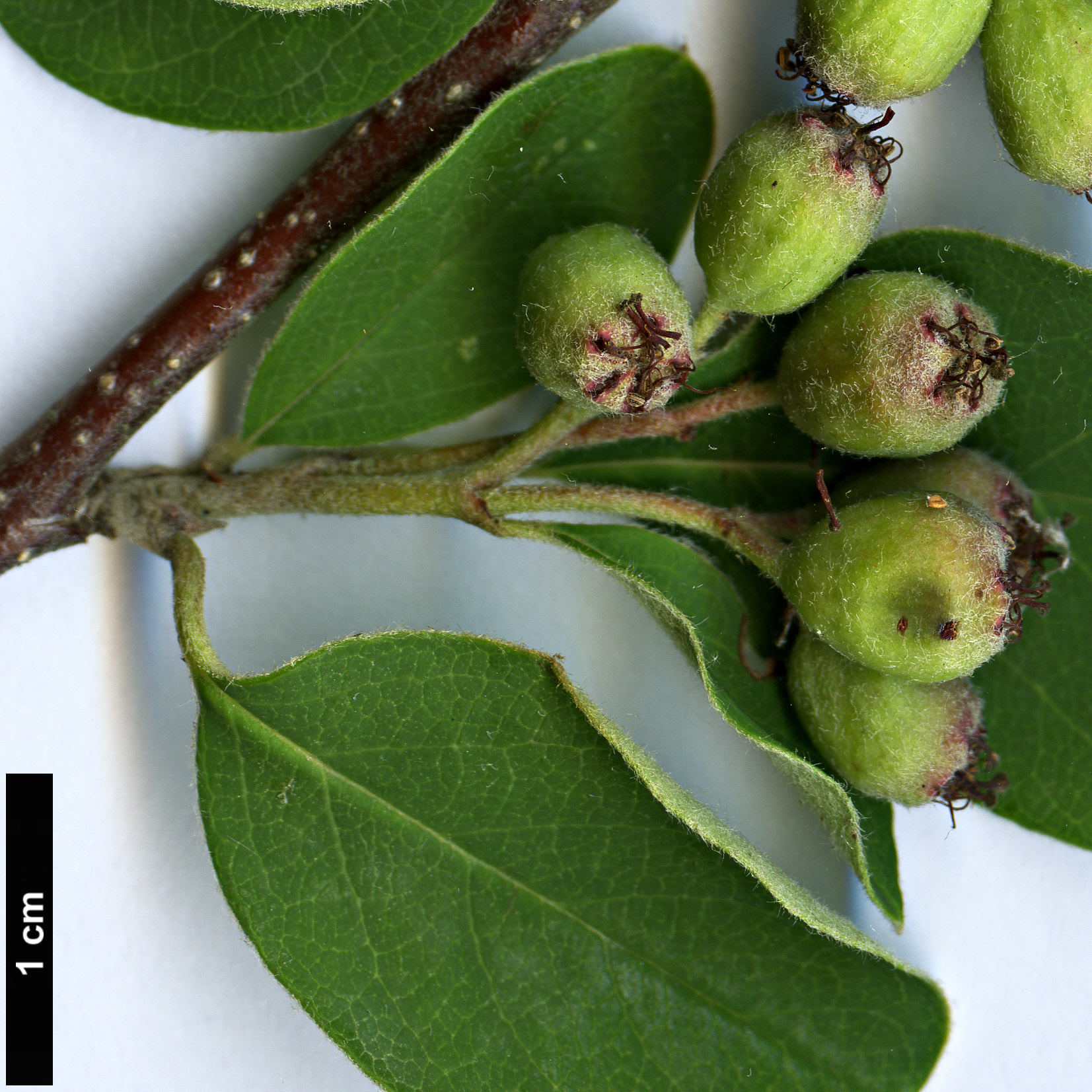 High resolution image: Family: Rosaceae - Genus: Cotoneaster - Taxon: suavis