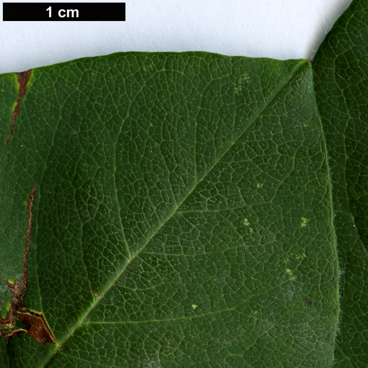 High resolution image: Family: Rosaceae - Genus: Cotoneaster - Taxon: suavis