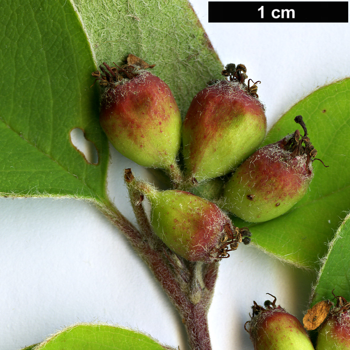 High resolution image: Family: Rosaceae - Genus: Cotoneaster - Taxon: subacutus