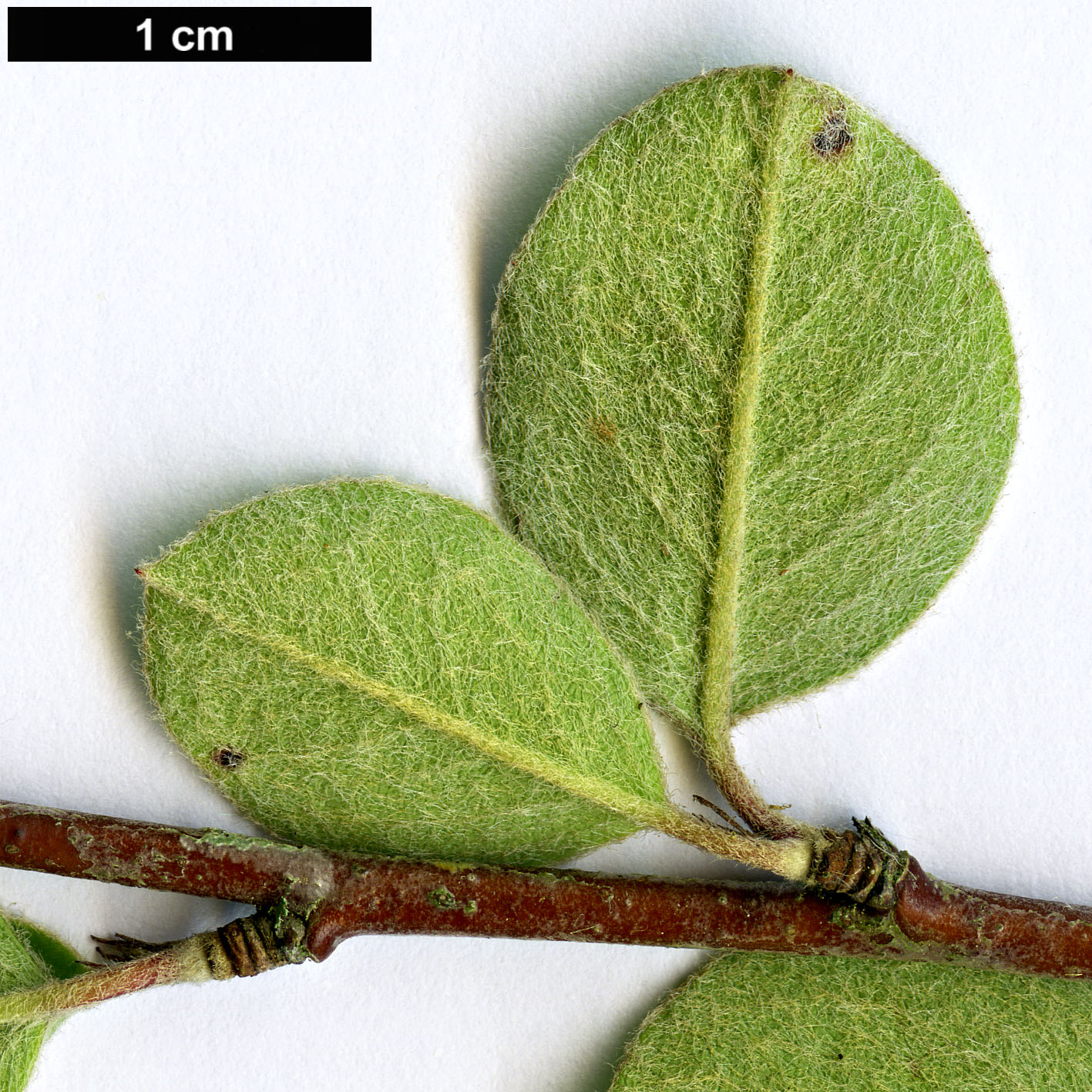 High resolution image: Family: Rosaceae - Genus: Cotoneaster - Taxon: subacutus