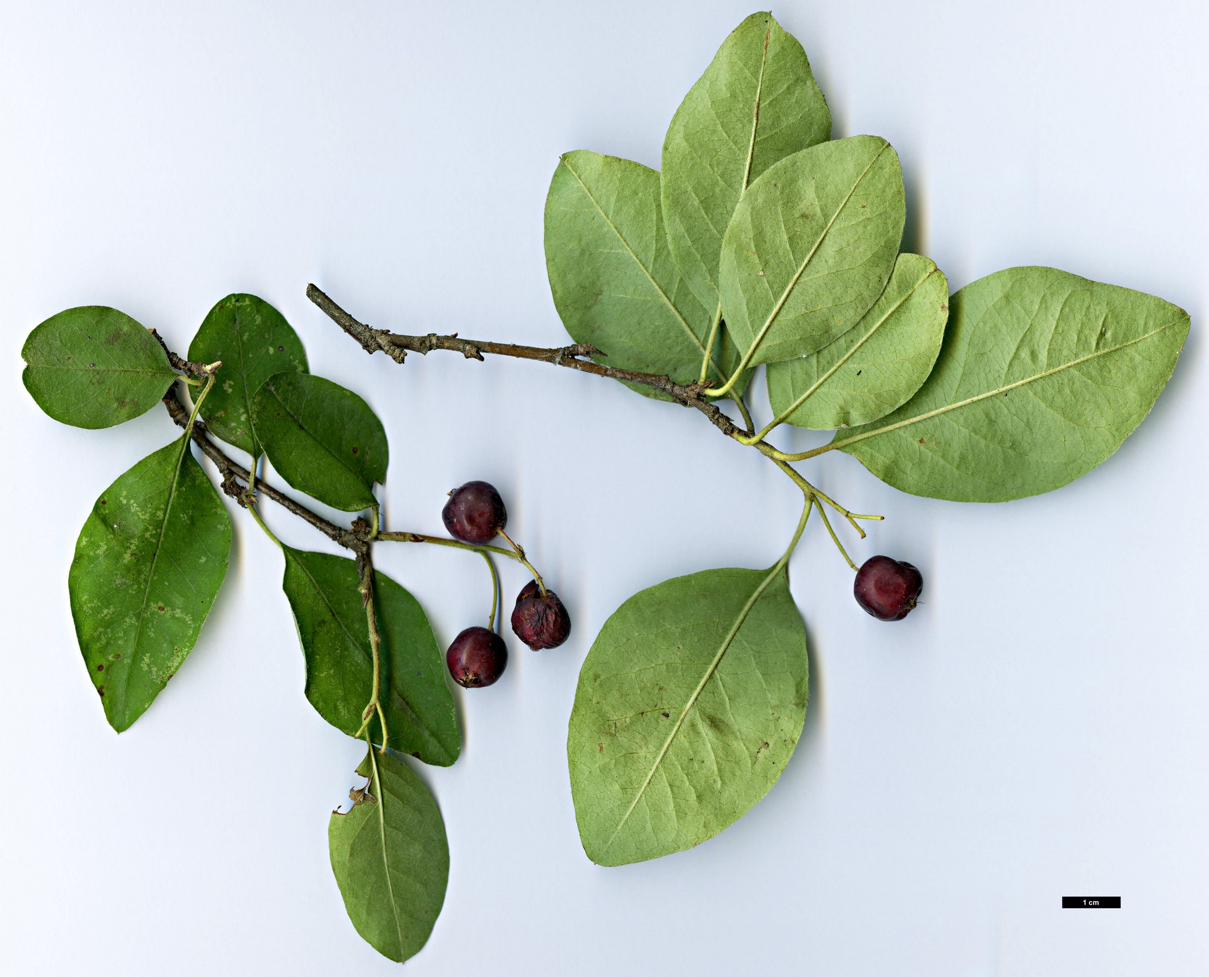 High resolution image: Family: Rosaceae - Genus: Cotoneaster - Taxon: svenhedinii