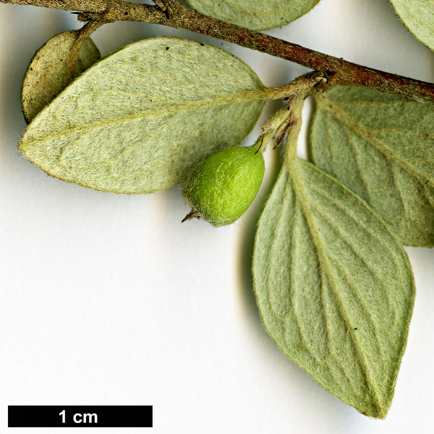 High resolution image: Family: Rosaceae - Genus: Cotoneaster - Taxon: taofuensis