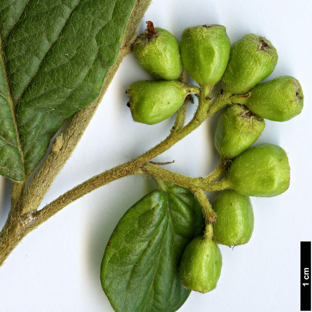 High resolution image: Family: Rosaceae - Genus: Cotoneaster - Taxon: thimphuensis