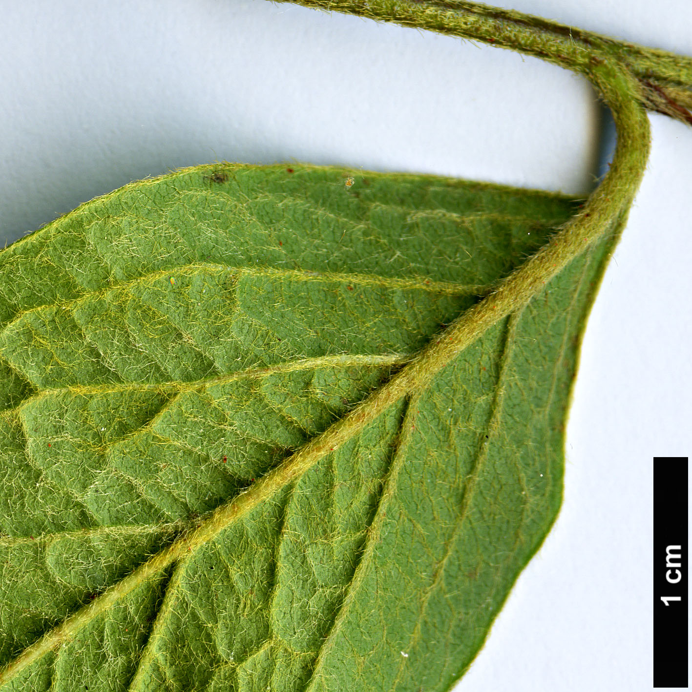 High resolution image: Family: Rosaceae - Genus: Cotoneaster - Taxon: thimphuensis