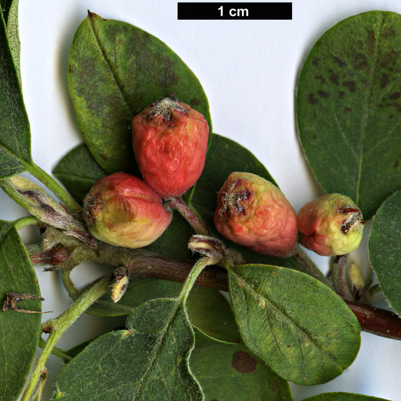 High resolution image: Family: Rosaceae - Genus: Cotoneaster - Taxon: tomentellus