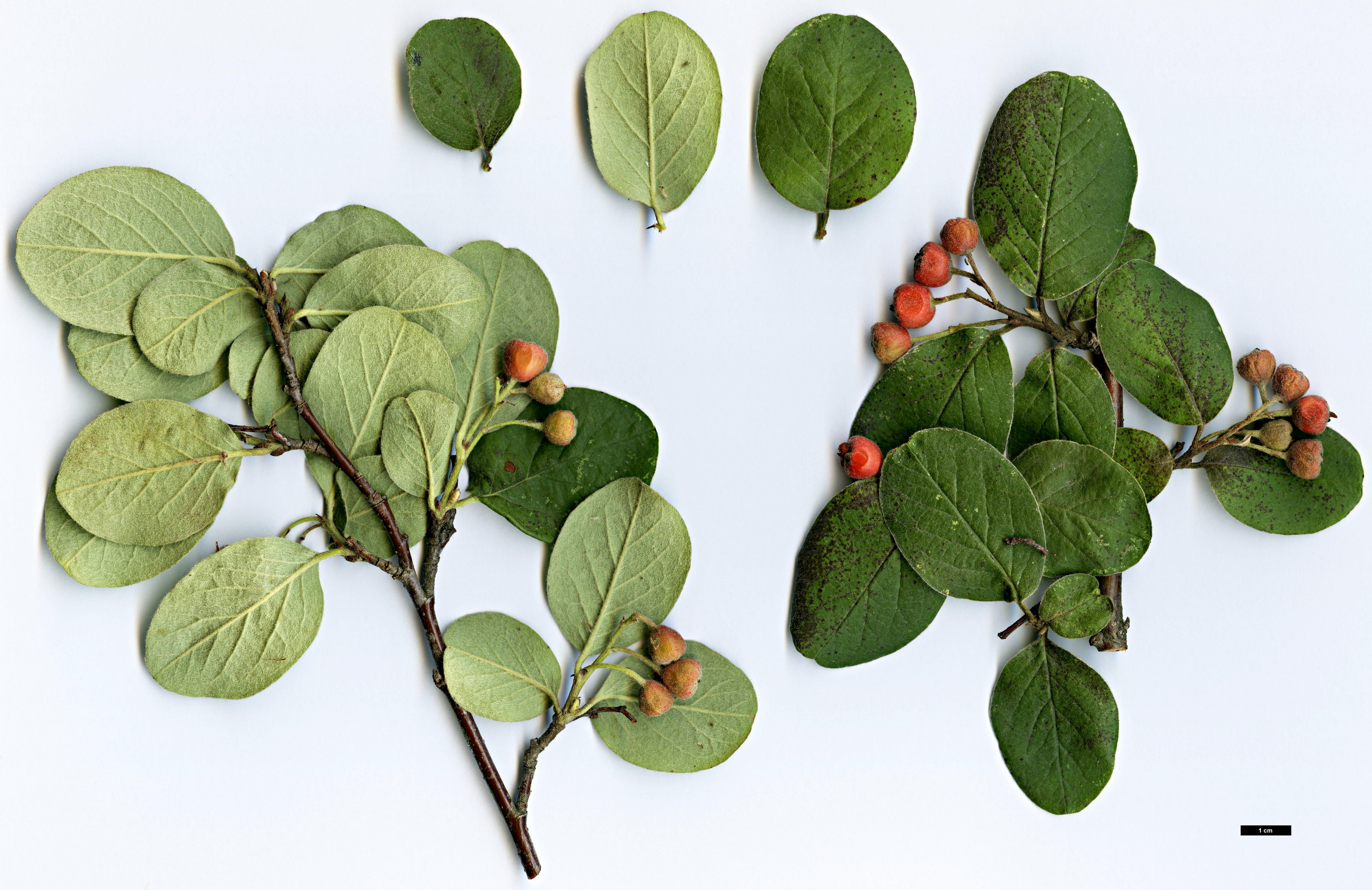 High resolution image: Family: Rosaceae - Genus: Cotoneaster - Taxon: tomentosus