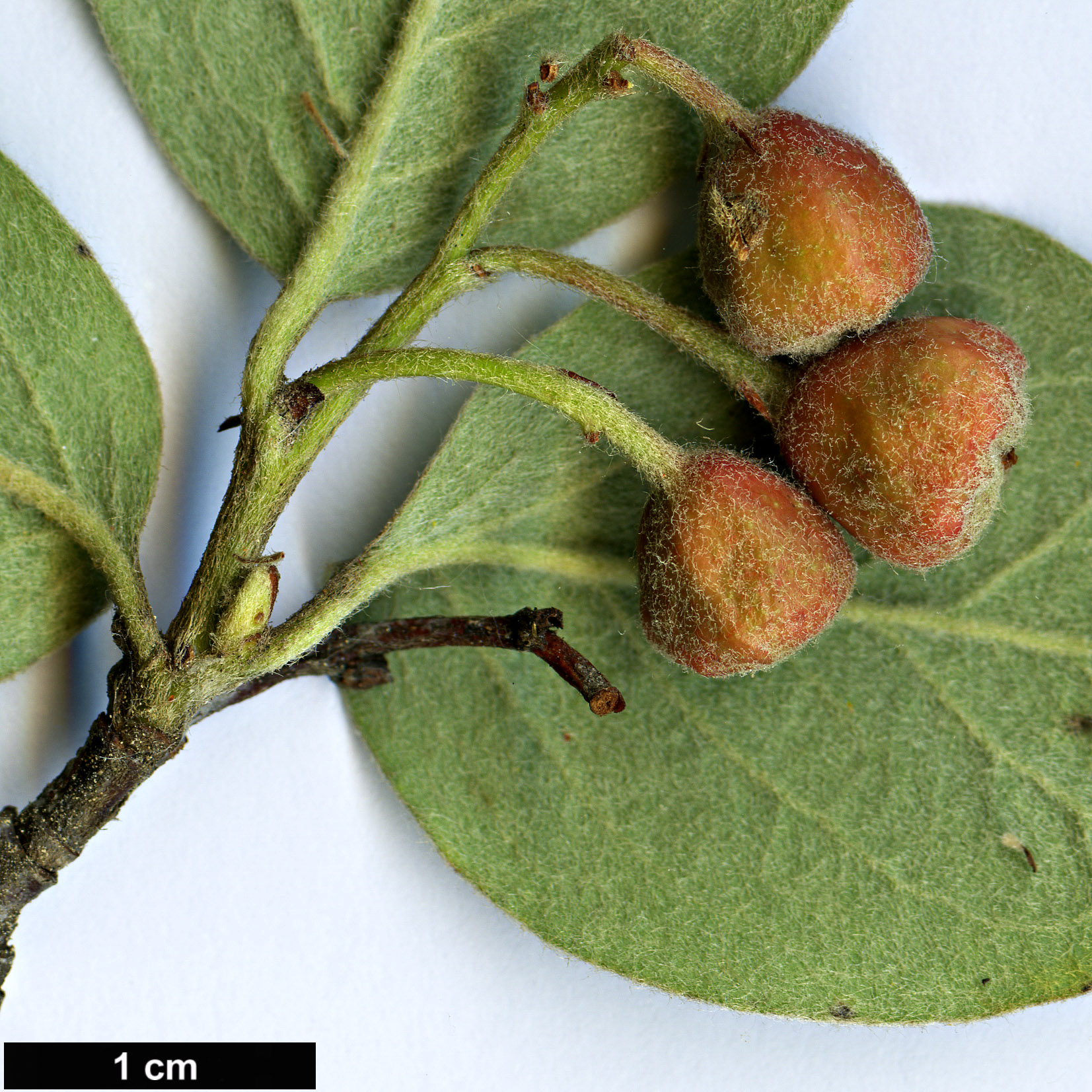 High resolution image: Family: Rosaceae - Genus: Cotoneaster - Taxon: tomentosus