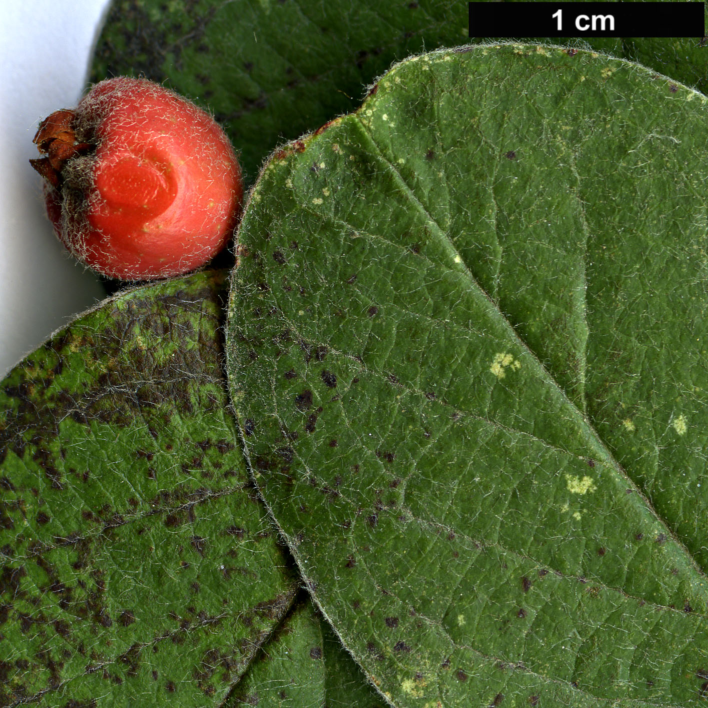 High resolution image: Family: Rosaceae - Genus: Cotoneaster - Taxon: tomentosus