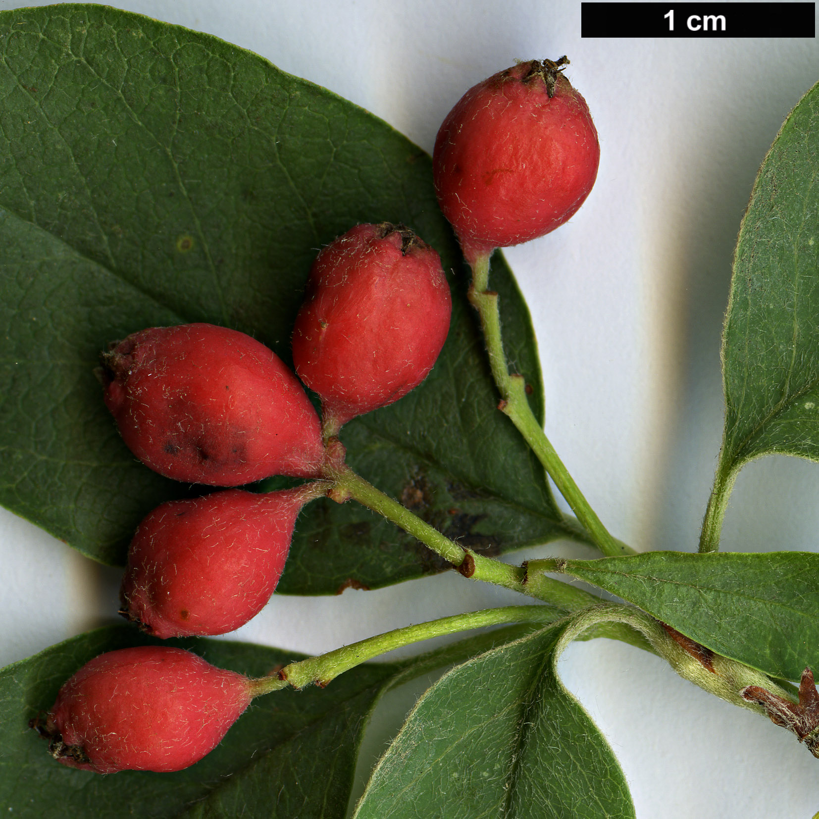 High resolution image: Family: Rosaceae - Genus: Cotoneaster - Taxon: transcaucasicus