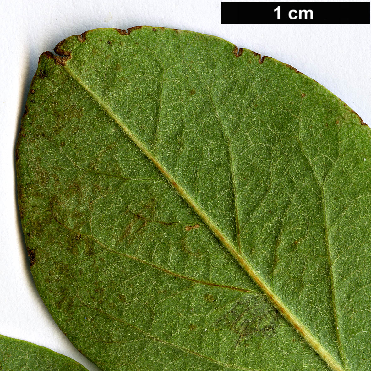 High resolution image: Family: Rosaceae - Genus: Cotoneaster - Taxon: transcaucasicus