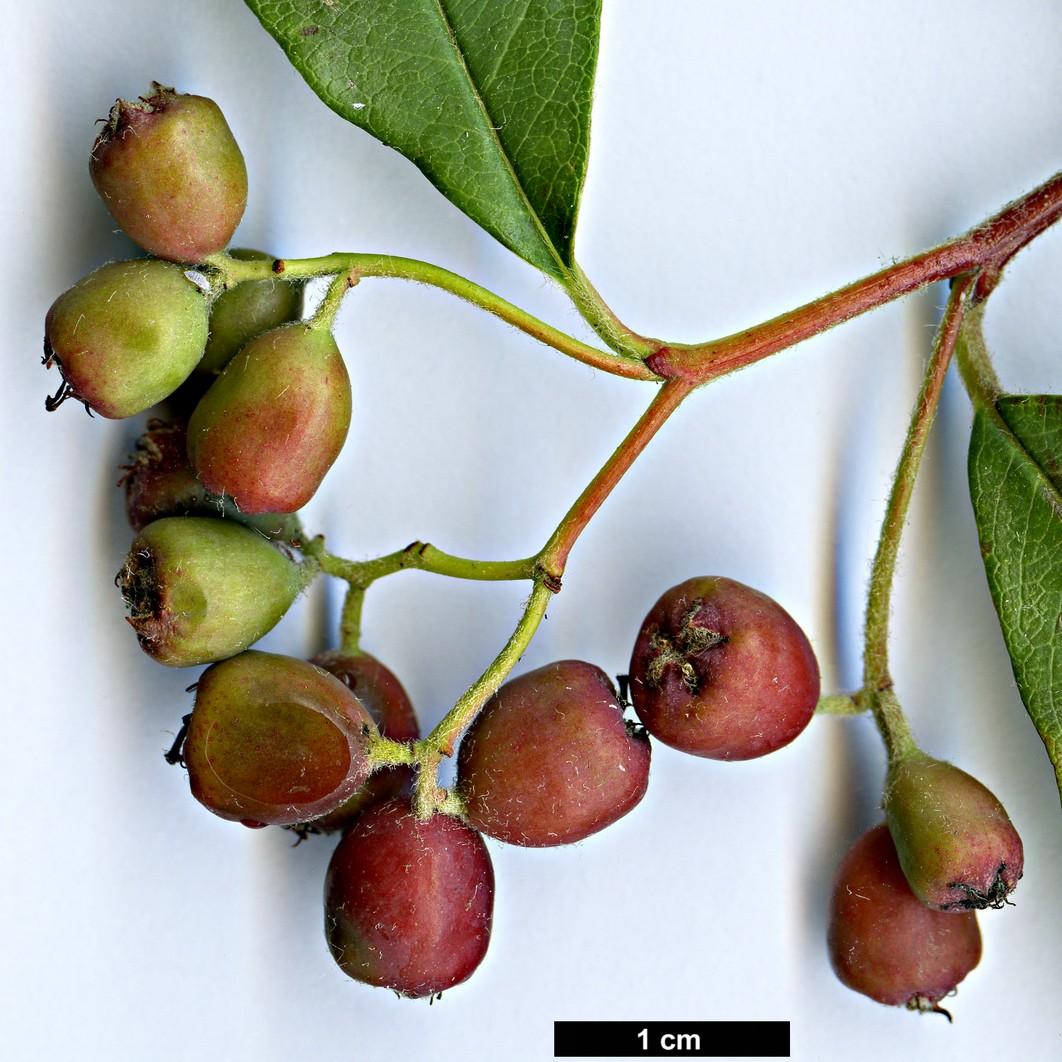 High resolution image: Family: Rosaceae - Genus: Cotoneaster - Taxon: transens