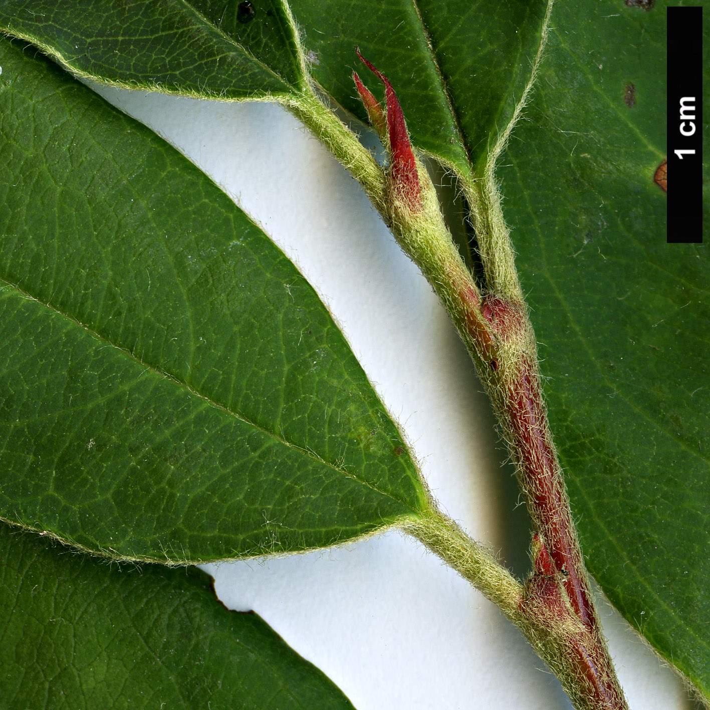 High resolution image: Family: Rosaceae - Genus: Cotoneaster - Taxon: transens