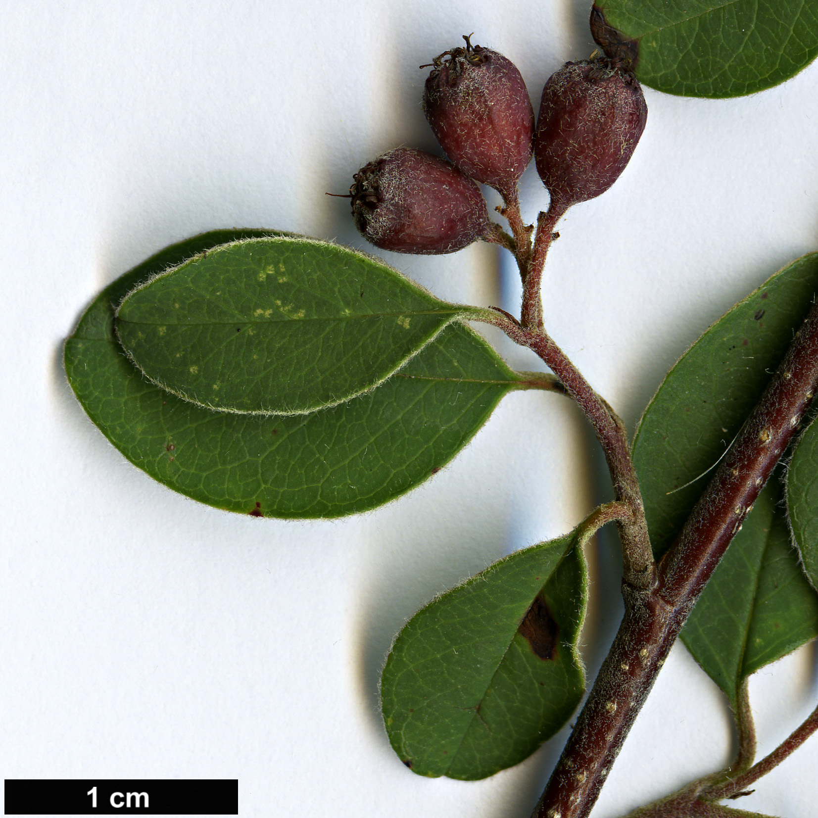 High resolution image: Family: Rosaceae - Genus: Cotoneaster - Taxon: turcomanicus