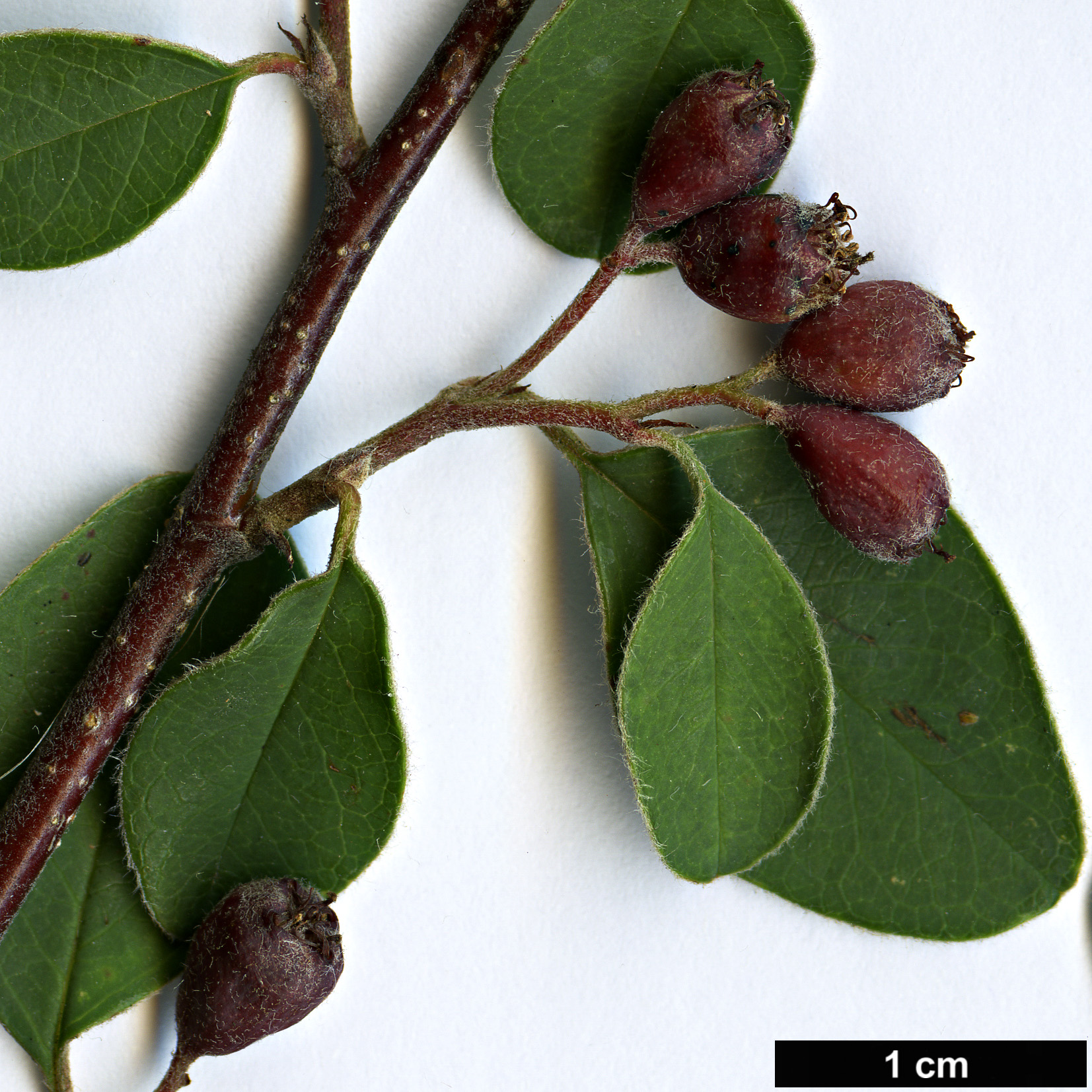 High resolution image: Family: Rosaceae - Genus: Cotoneaster - Taxon: turcomanicus