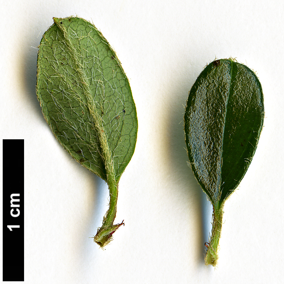 High resolution image: Family: Rosaceae - Genus: Cotoneaster - Taxon: uva-ursi