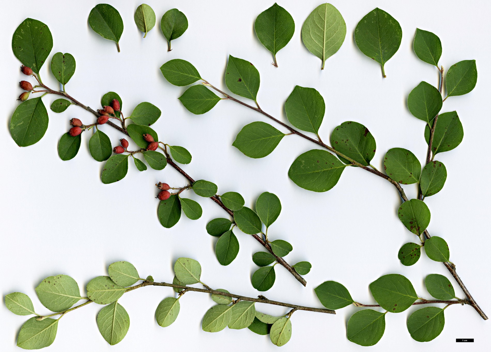 High resolution image: Family: Rosaceae - Genus: Cotoneaster - Taxon: verokotschyi