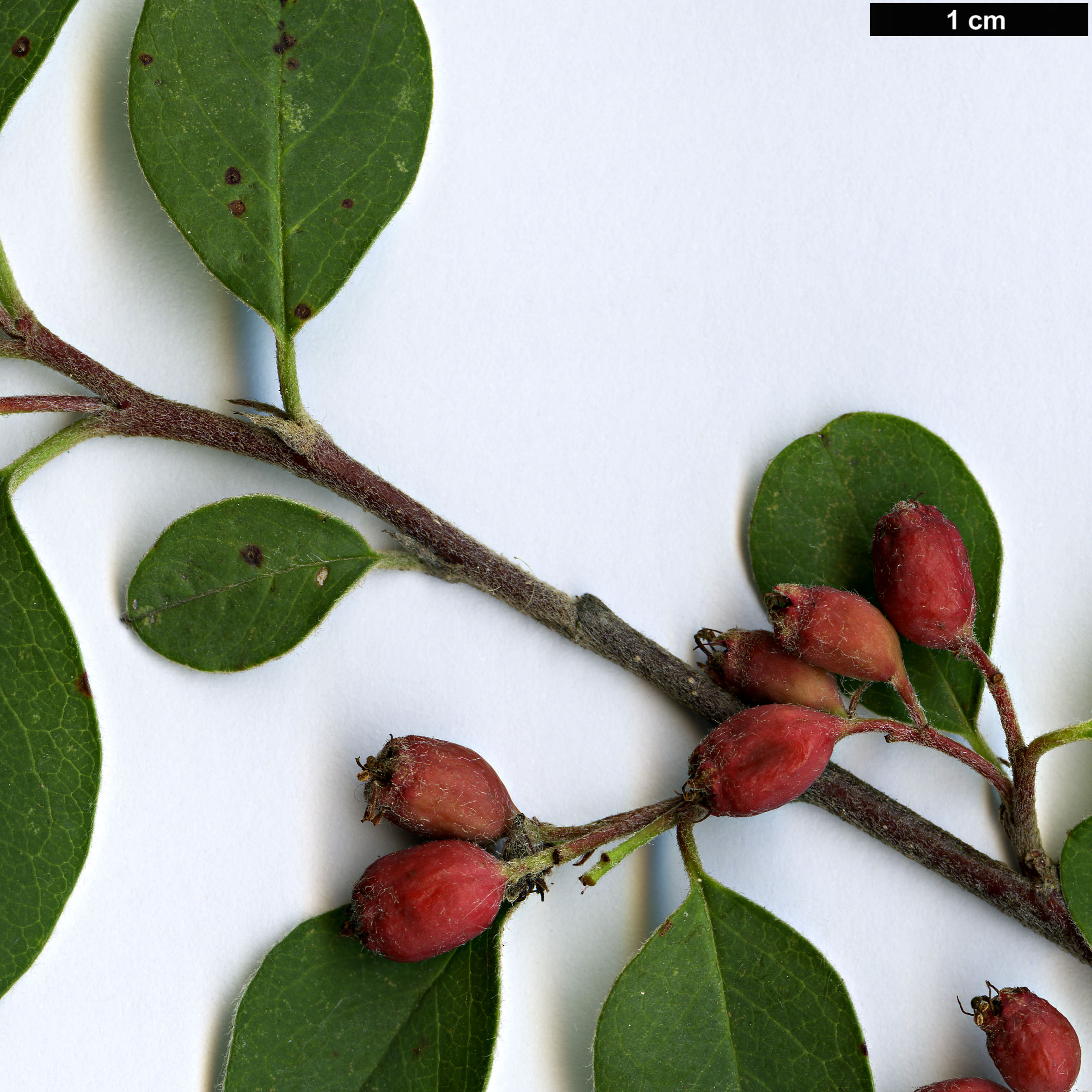 High resolution image: Family: Rosaceae - Genus: Cotoneaster - Taxon: verokotschyi