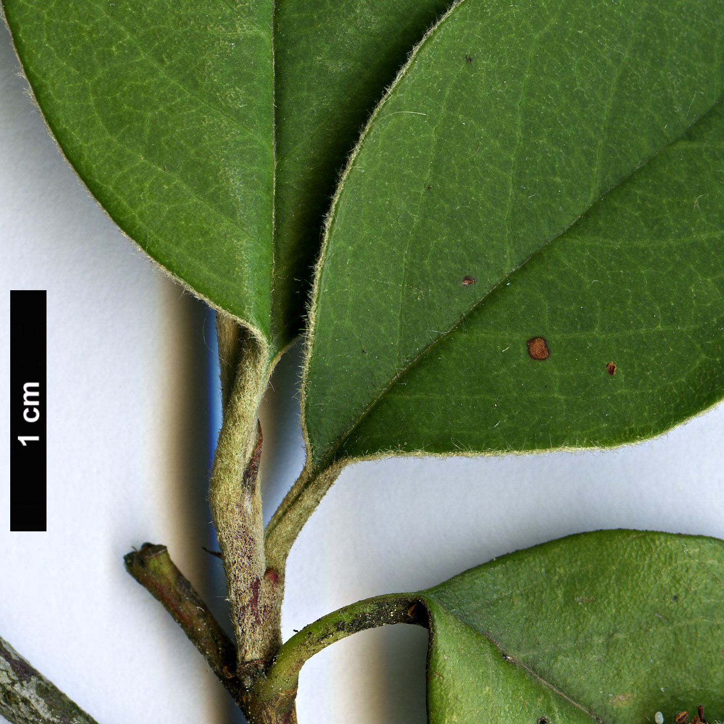 High resolution image: Family: Rosaceae - Genus: Cotoneaster - Taxon: vestitus