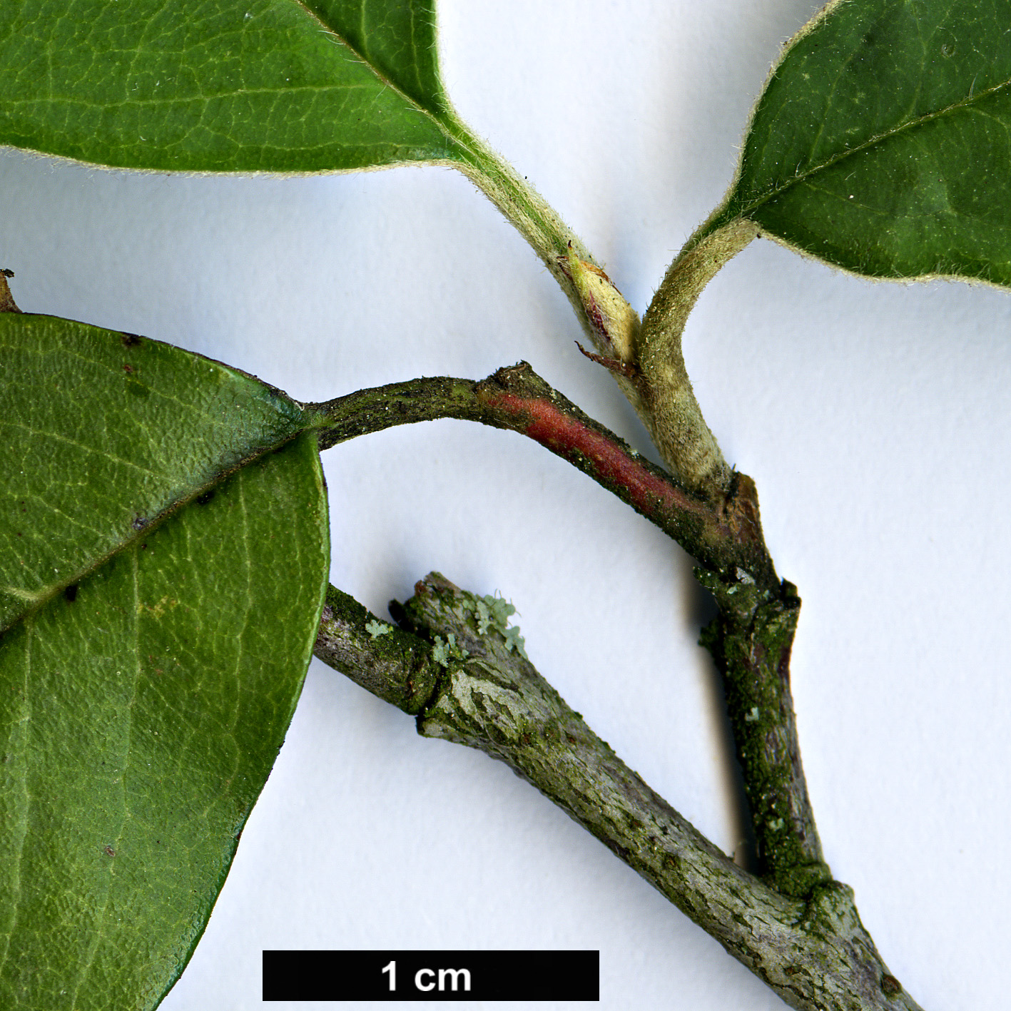 High resolution image: Family: Rosaceae - Genus: Cotoneaster - Taxon: vestitus