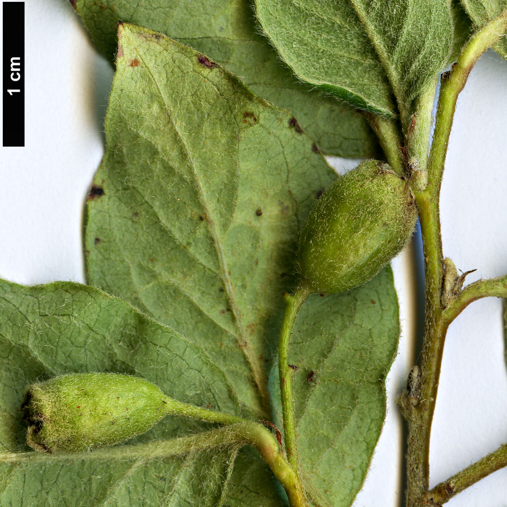 High resolution image: Family: Rosaceae - Genus: Cotoneaster - Taxon: villosulus