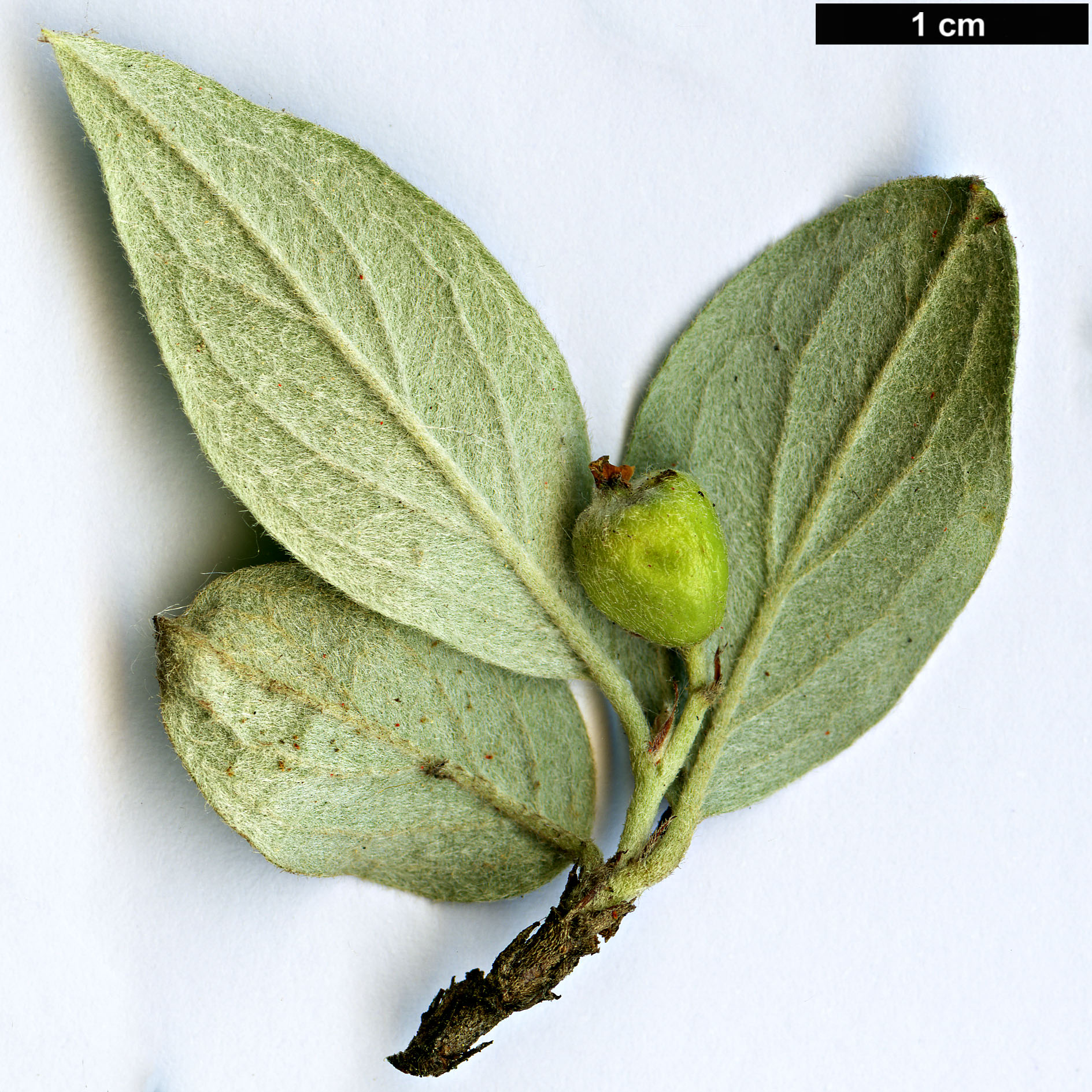 High resolution image: Family: Rosaceae - Genus: Cotoneaster - Taxon: wardii