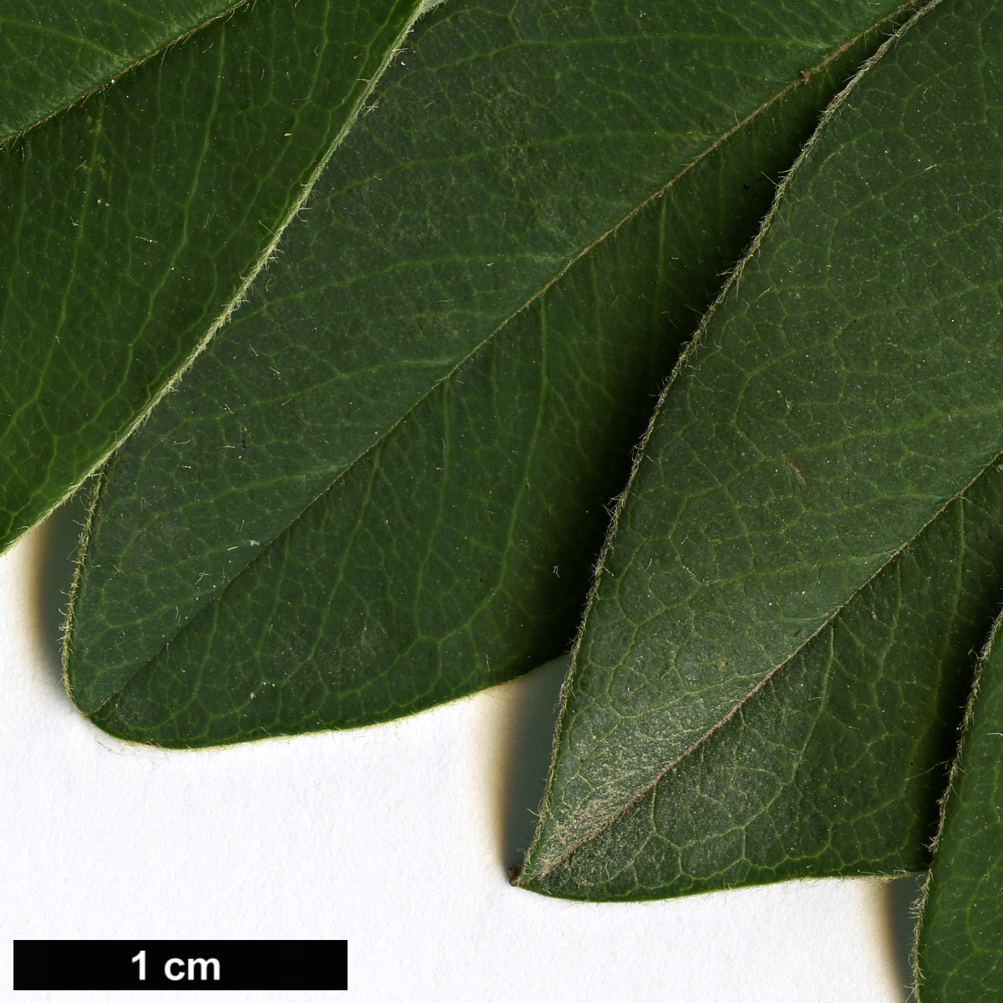 High resolution image: Family: Rosaceae - Genus: Cotoneaster - Taxon: wattii