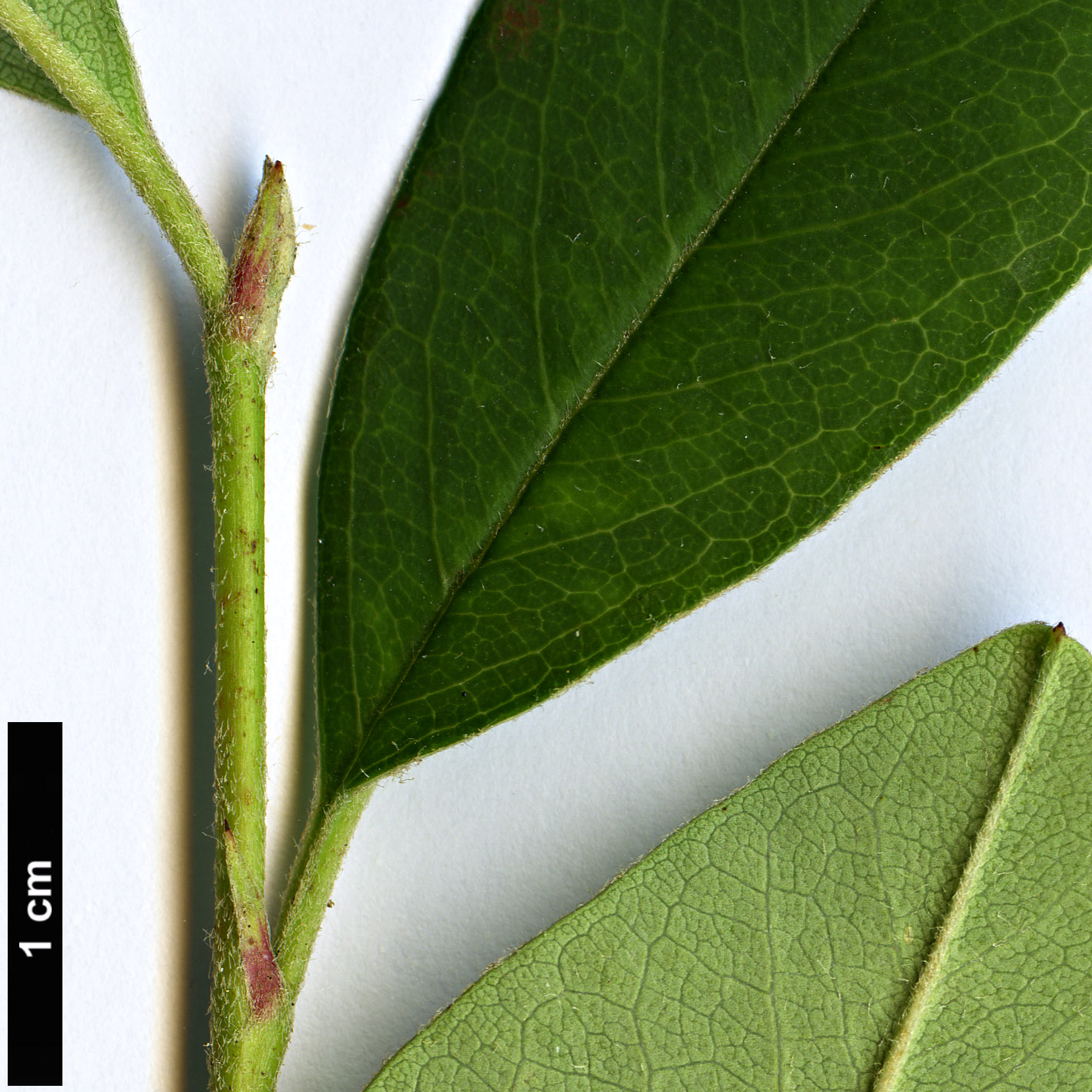 High resolution image: Family: Rosaceae - Genus: Cotoneaster - Taxon: wattii