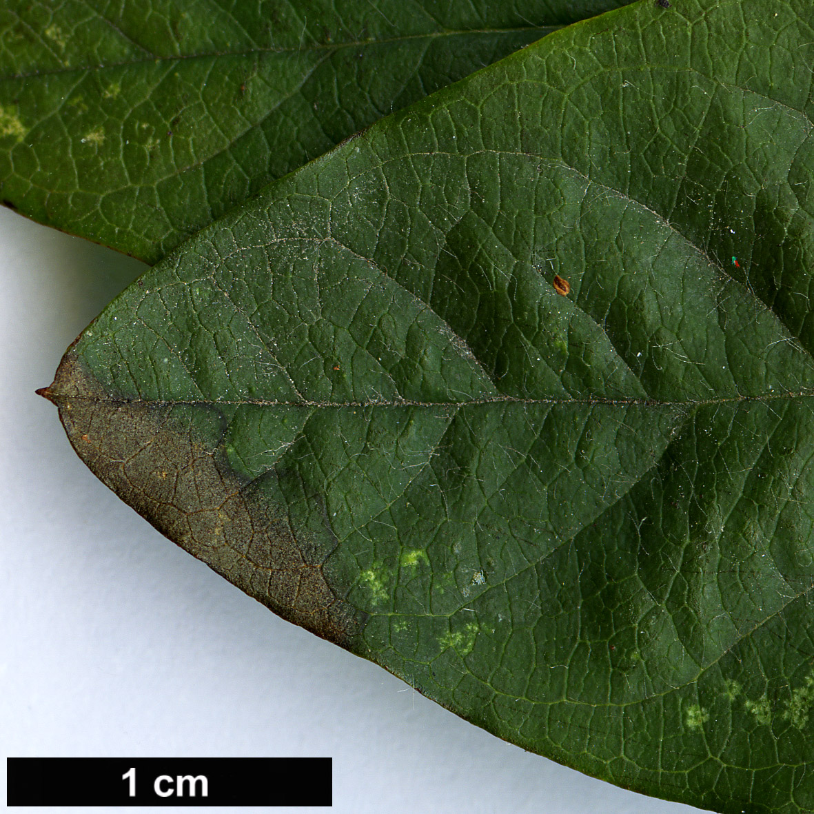 High resolution image: Family: Rosaceae - Genus: Cotoneaster - Taxon: wilsonii