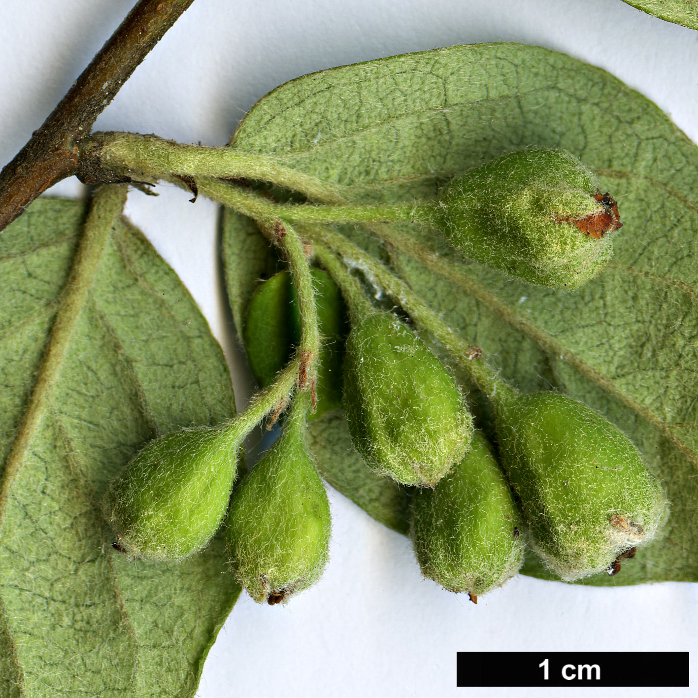 High resolution image: Family: Rosaceae - Genus: Cotoneaster - Taxon: zabeli