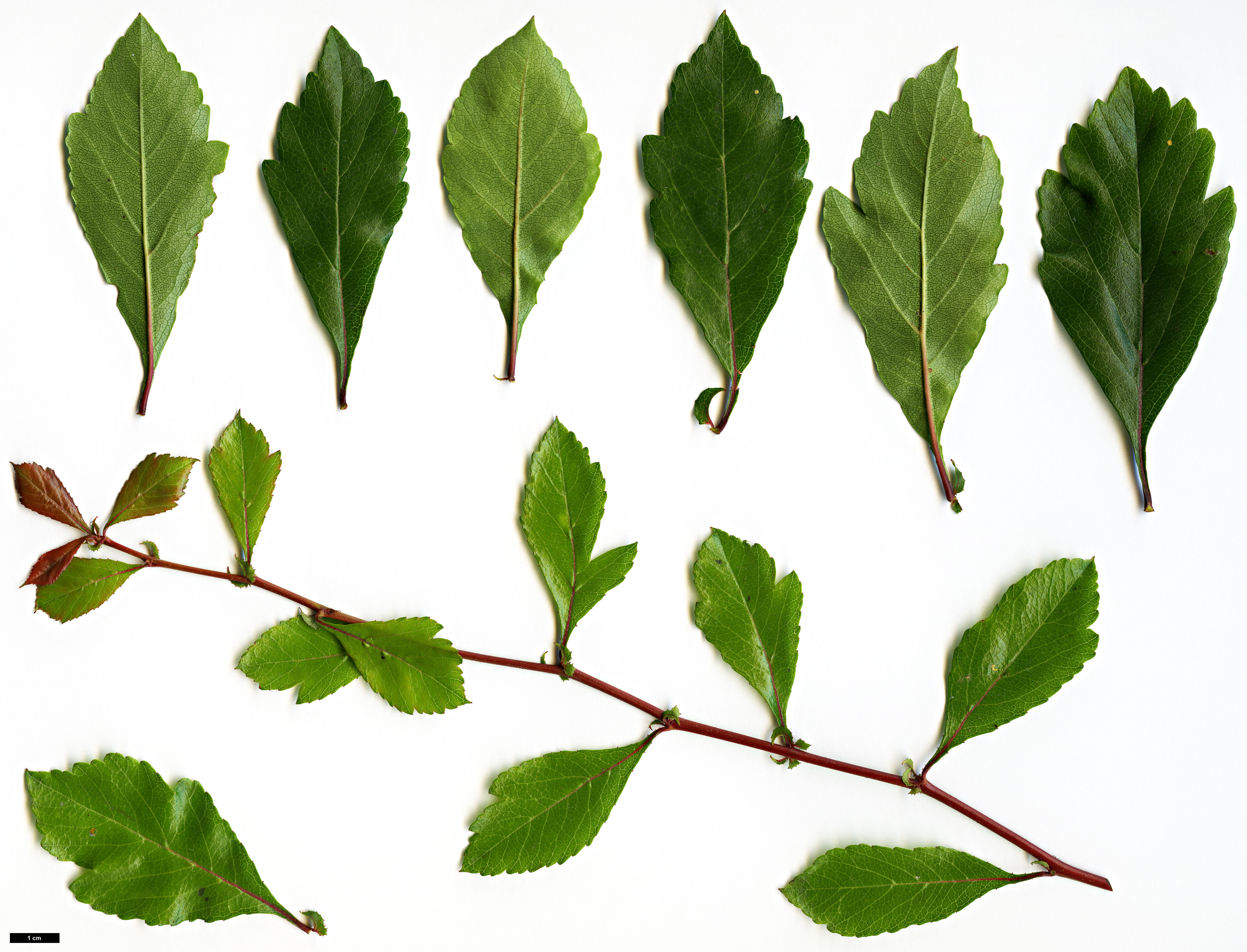 High resolution image: Family: Rosaceae - Genus: Crataegus - Taxon: aestivalis High resolution image: Family: Rosaceae - Genus: Crataegus - Taxon: aestivalis