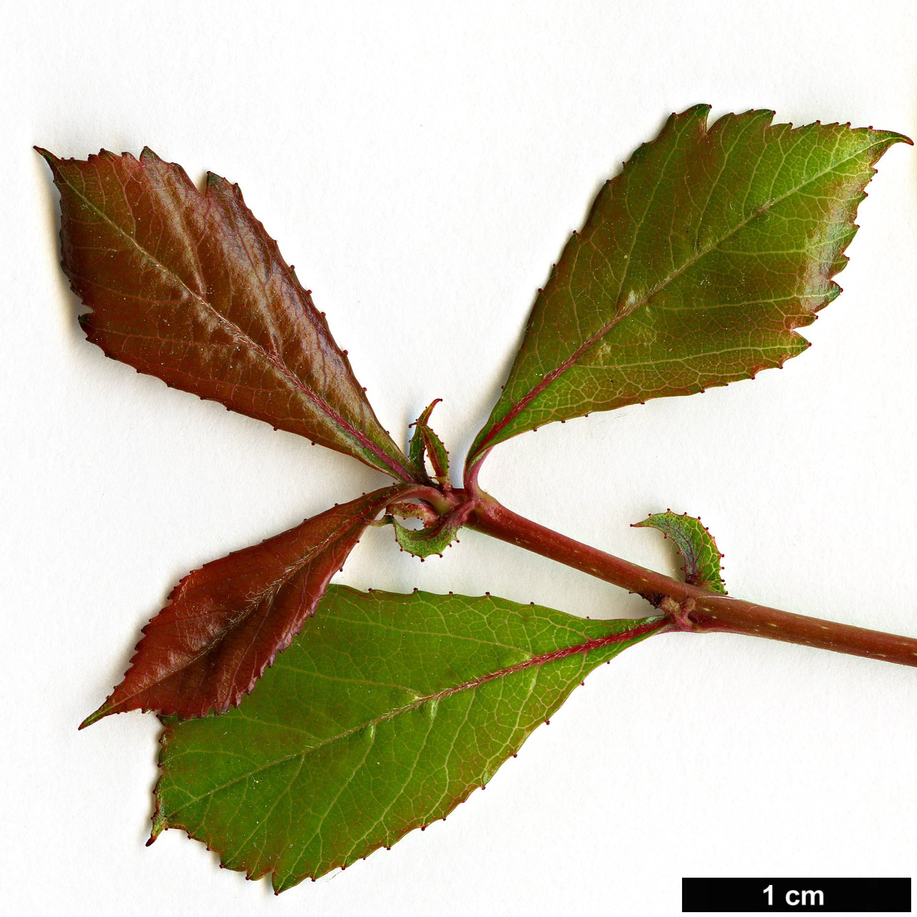 High resolution image: Family: Rosaceae - Genus: Crataegus - Taxon: aestivalis High resolution image: Family: Rosaceae - Genus: Crataegus - Taxon: aestivalis