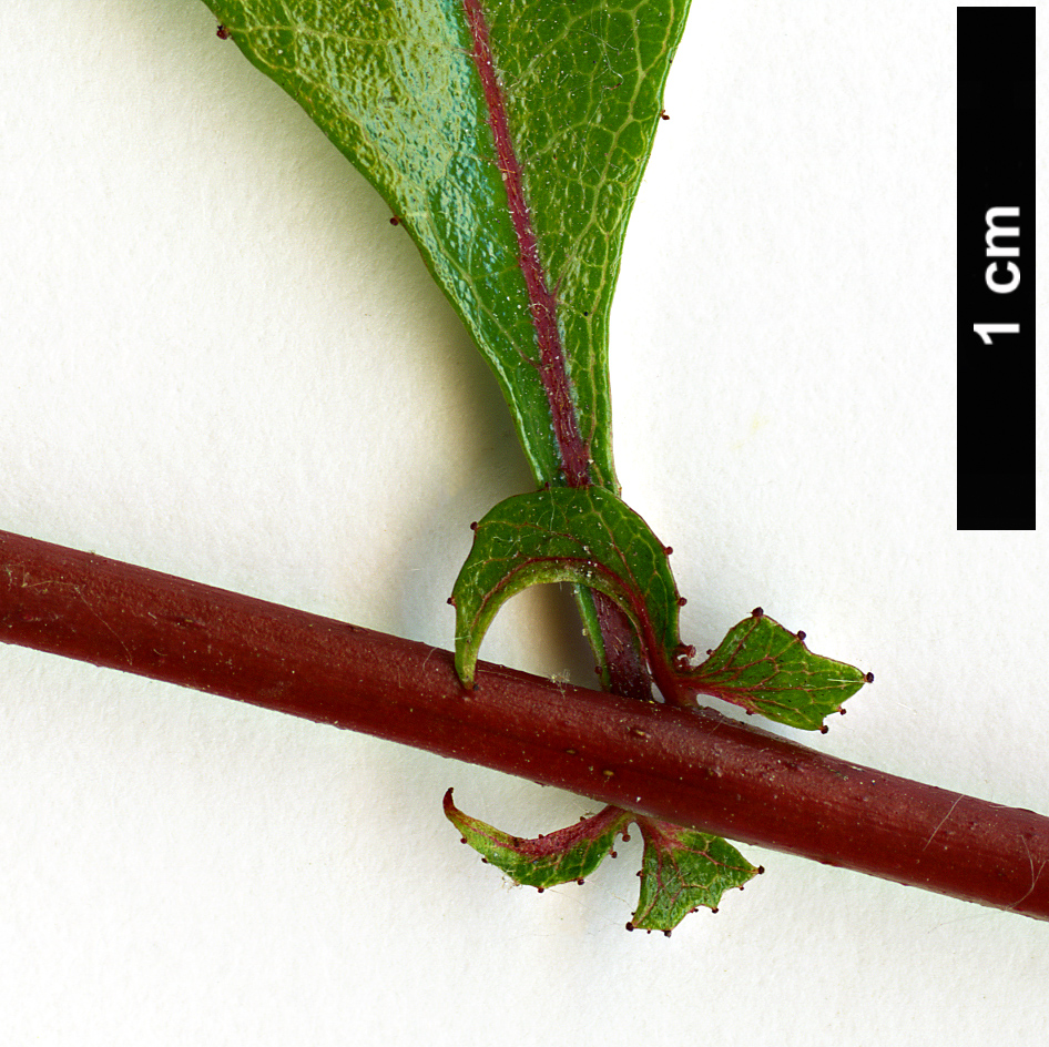 High resolution image: Family: Rosaceae - Genus: Crataegus - Taxon: aestivalis High resolution image: Family: Rosaceae - Genus: Crataegus - Taxon: aestivalis