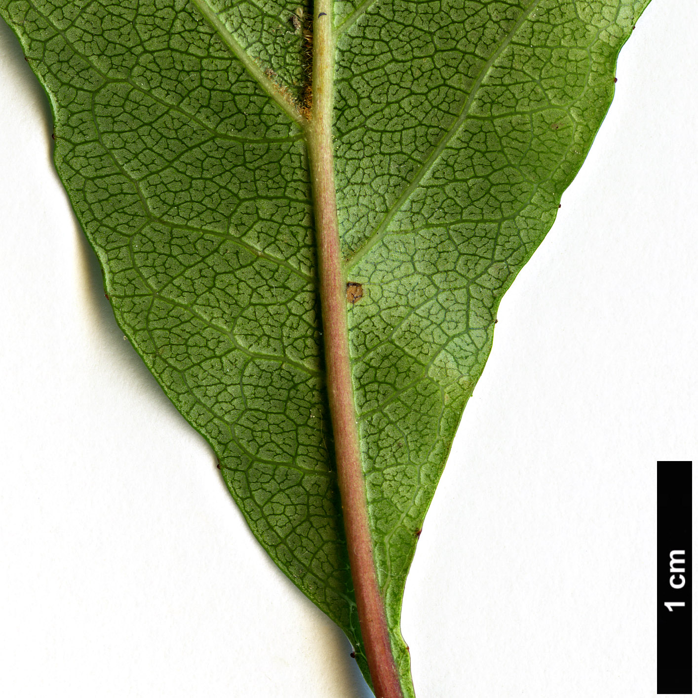 High resolution image: Family: Rosaceae - Genus: Crataegus - Taxon: aestivalis High resolution image: Family: Rosaceae - Genus: Crataegus - Taxon: aestivalis