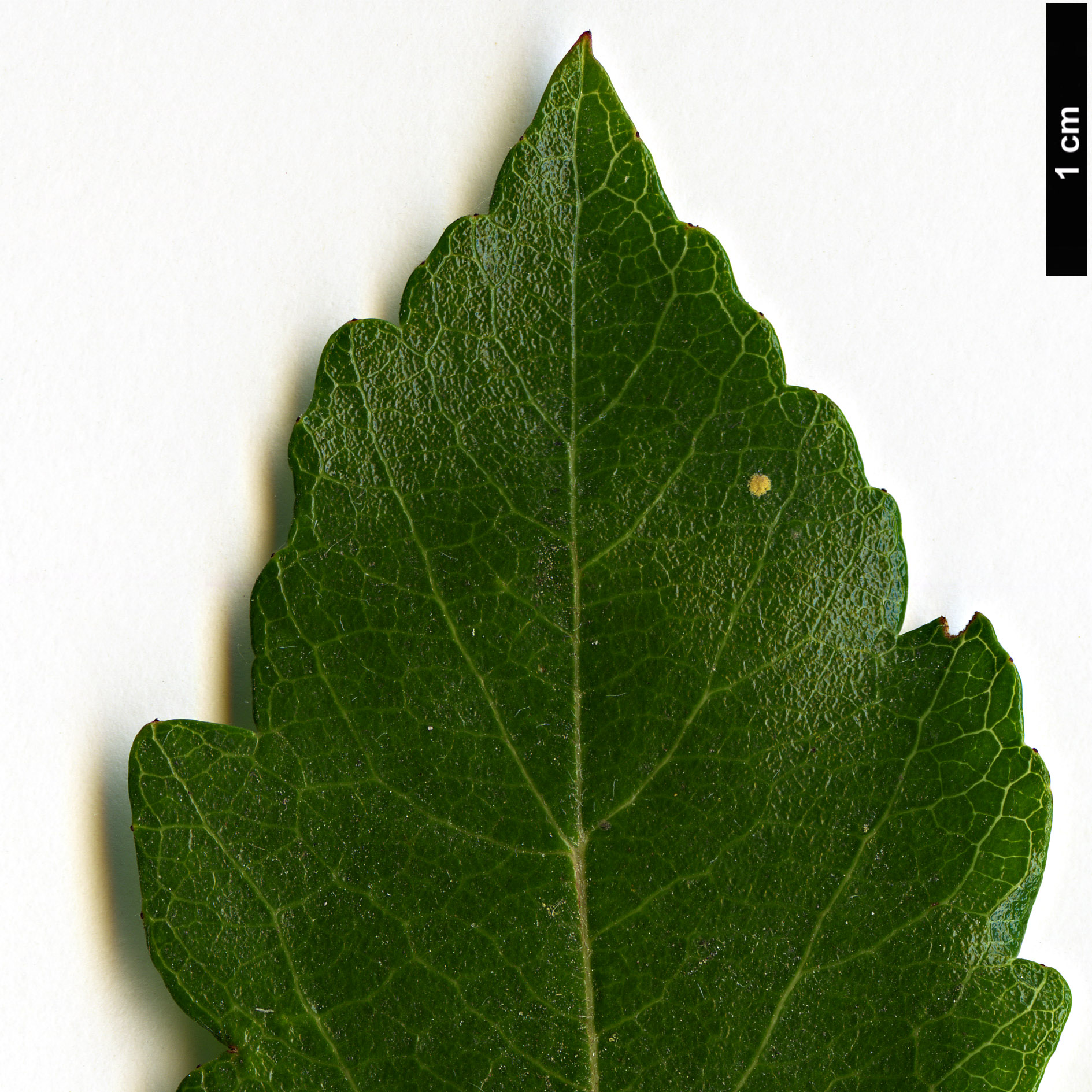 High resolution image: Family: Rosaceae - Genus: Crataegus - Taxon: aestivalis High resolution image: Family: Rosaceae - Genus: Crataegus - Taxon: aestivalis