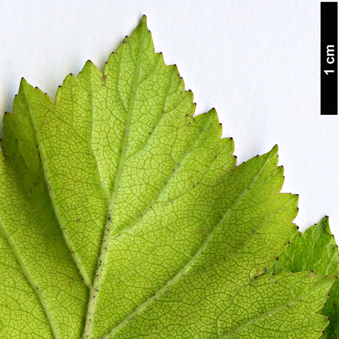 High resolution image: Family: Rosaceae - Genus: Crataegus - Taxon: agrestina High resolution image: Family: Rosaceae - Genus: Crataegus - Taxon: agrestina