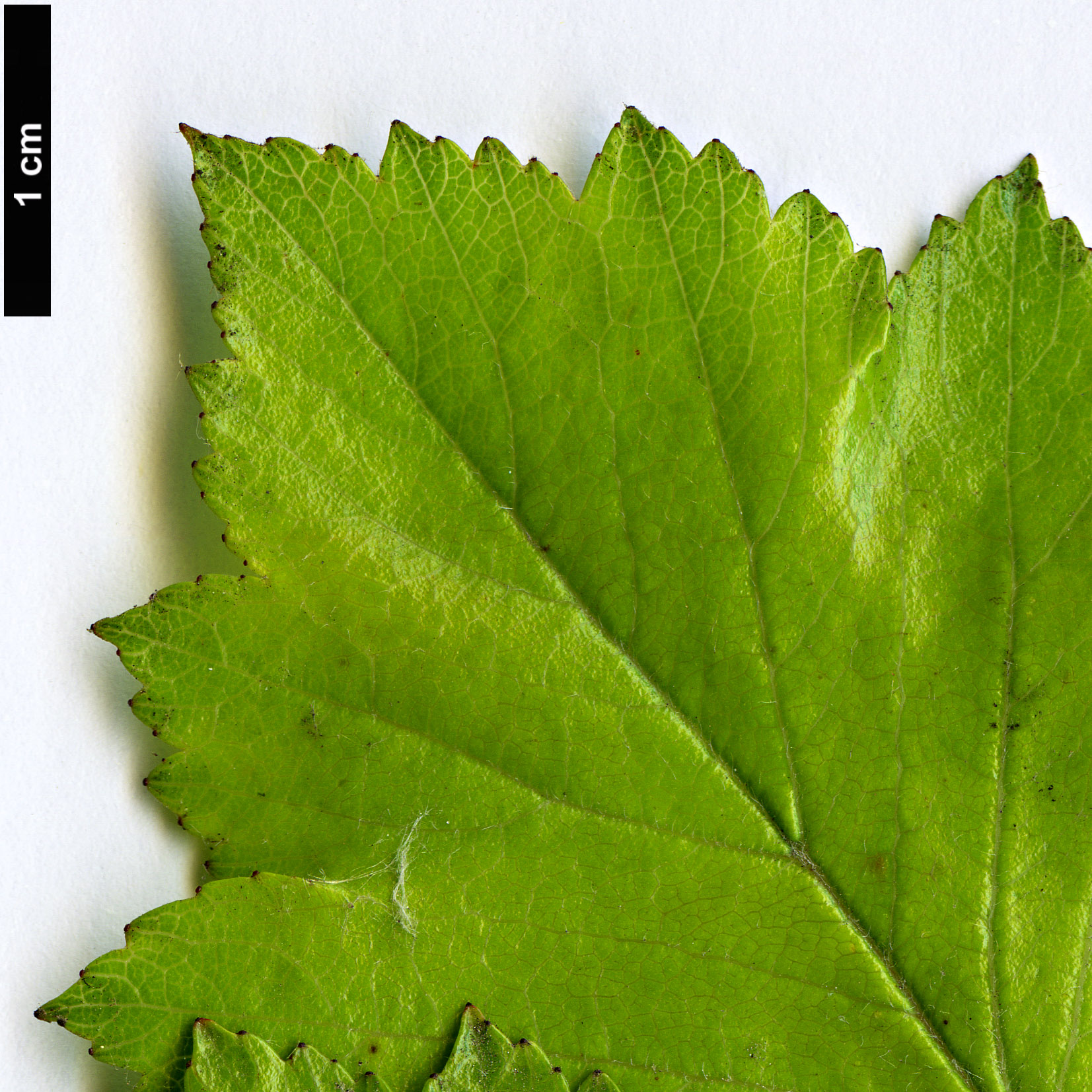 High resolution image: Family: Rosaceae - Genus: Crataegus - Taxon: agrestina High resolution image: Family: Rosaceae - Genus: Crataegus - Taxon: agrestina